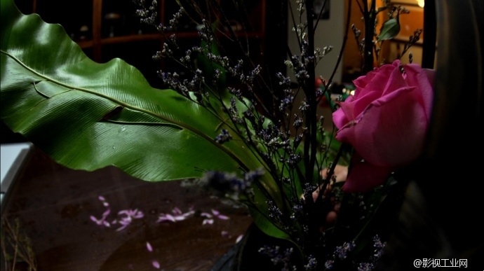 成都苗牧：与花有约，静之花开——插花师拍摄絮语