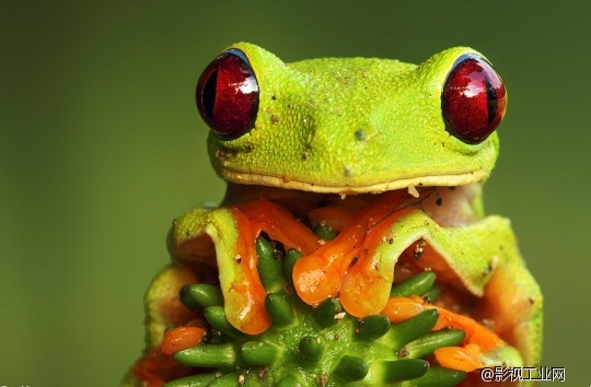 令人震撼的微距世界