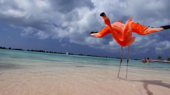 【极限运动总是需要一个极限摄影师】之4K 城市之旅--Aruba，19英里的快乐“岛”。把你变成加勒比海盗！