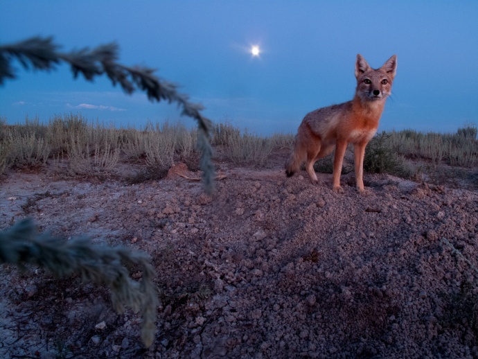 如何拍到草原狐的生活？极具耐心的等待＋缜密的工作方式，美国国家地理摄影师Michael Forsberg