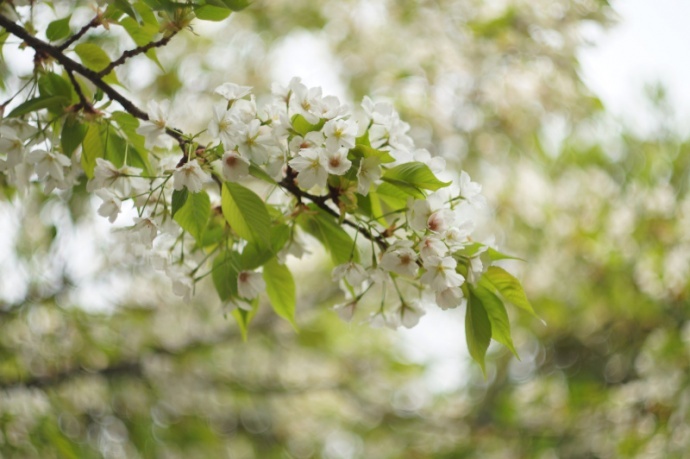 【我的松下】DMC-GX1