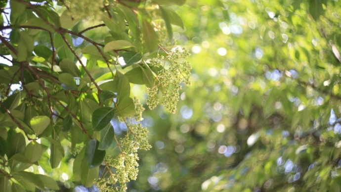 【我的松下】DMC-GX1