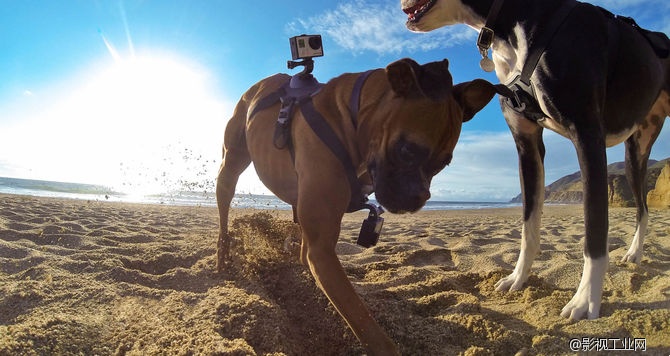 GoPro Fetch（犬用胸背帶）