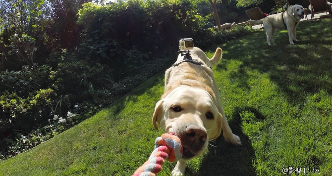 GoPro Fetch（犬用胸背帶）