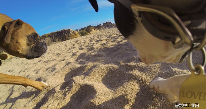 GoPro Fetch（犬用胸背帶）