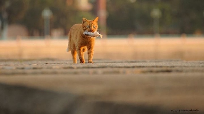 怎么把街边的小猫拍的很有故事感？《捕猫捉影》拍猫心得分享！