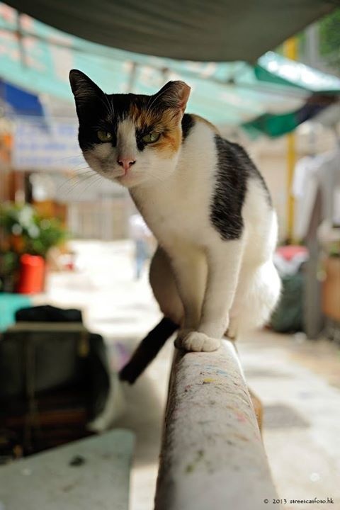 怎么把街边的小猫拍的很有故事感？《捕猫捉影》拍猫心得分享！