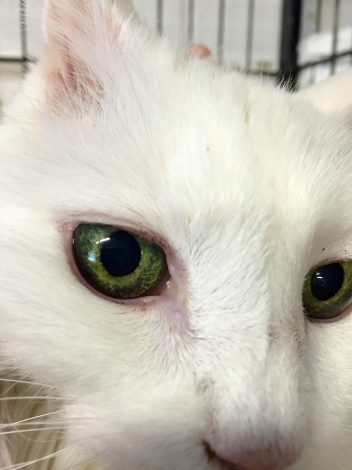 它的名字叫Skeeter，喵~~虽然它19岁了，但是它有一双迷一样的眼睛。