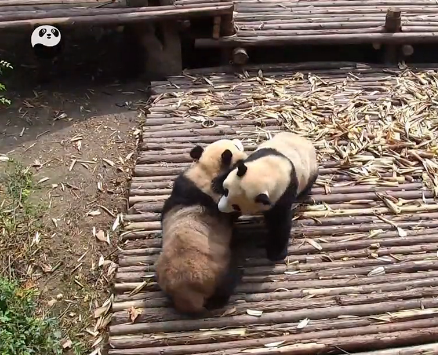 【短视频】熊猫打群架