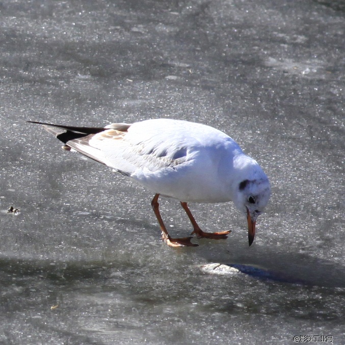 芦苇塘-导演程博精神世界根源文字