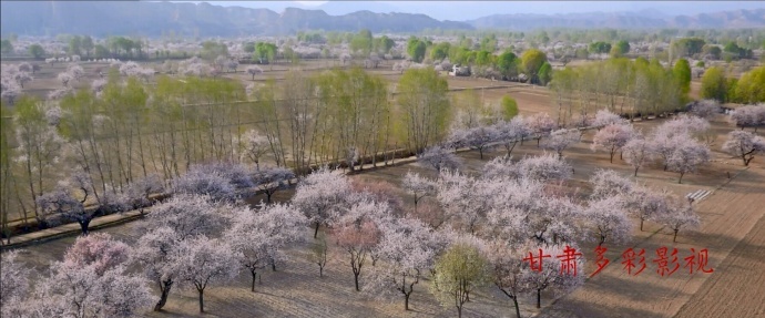 陇上杏花第一村 拍摄手记