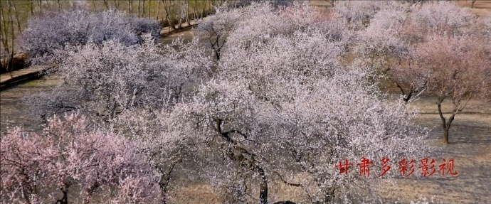 陇上杏花第一村 拍摄手记