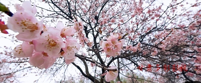 陇上杏花第一村 拍摄手记