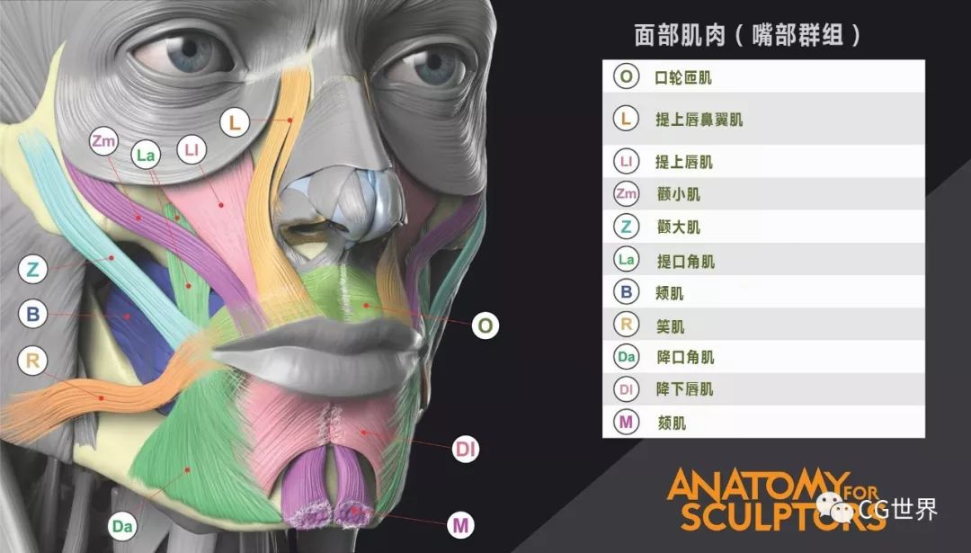 学cg怎么可以少了这套面部解剖图?想要来拿