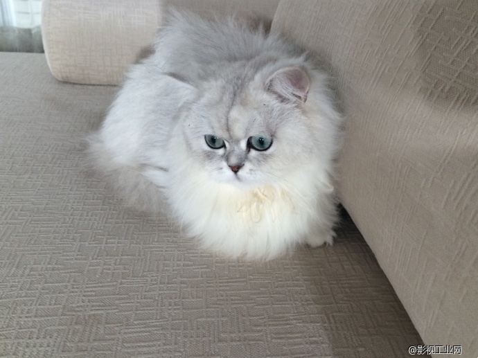 当萌猫遇上扫地机器人!—亿动力影视基地入驻剧组最新广告拍摄花絮