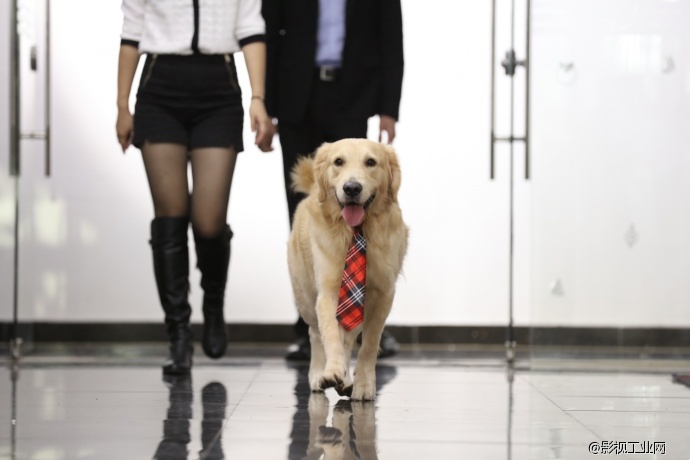 狗狗演员背后的故事-逗爱dogcare乖乖碗拍摄视频