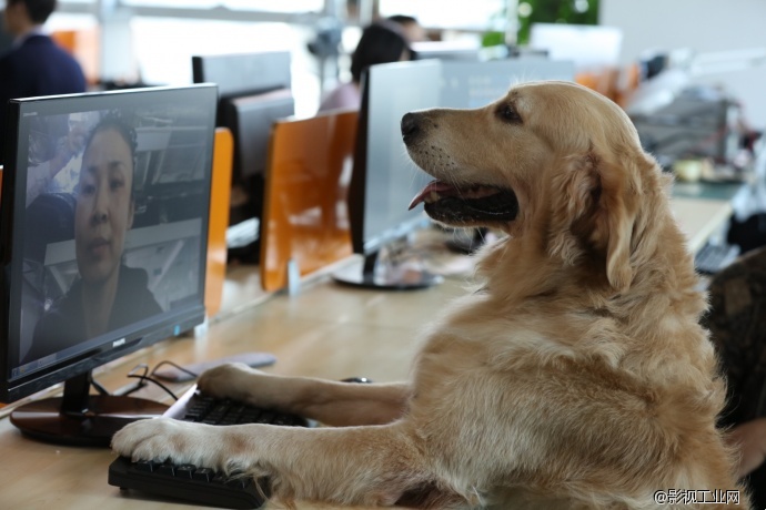 狗狗演员背后的故事-逗爱dogcare乖乖碗拍摄视频