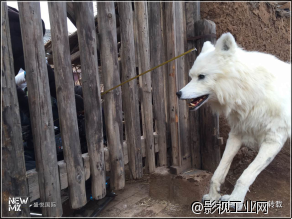 盛悦国际项目合作：寻龙诀-机械仿生动物