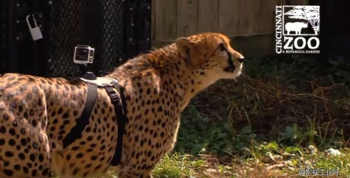 将GoPro 装在跑最快猎豹背上，跟着猎豹奔跑，会看到什么？