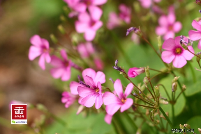岳家老铺微电影剧照