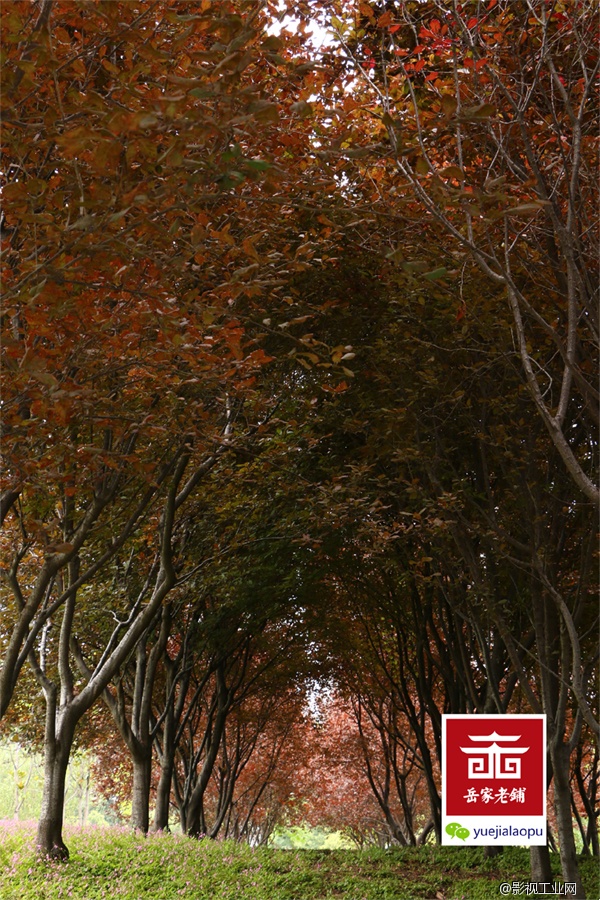 岳家老铺微电影剧照