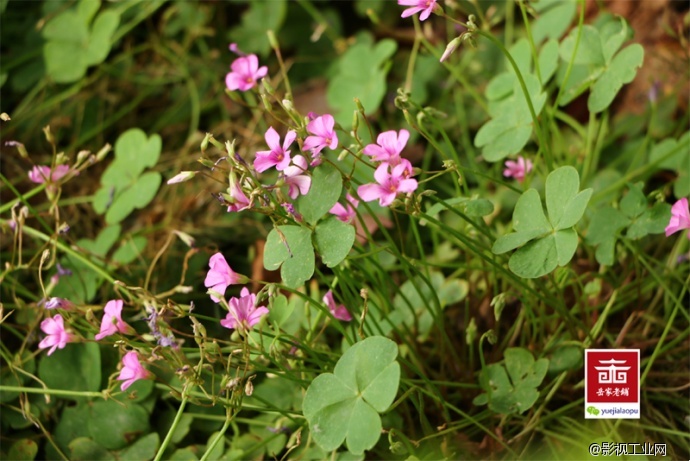 岳家老铺微电影剧照