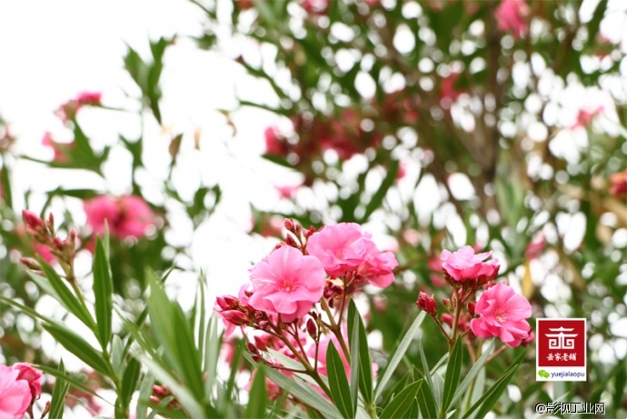 岳家老铺微电影剧照