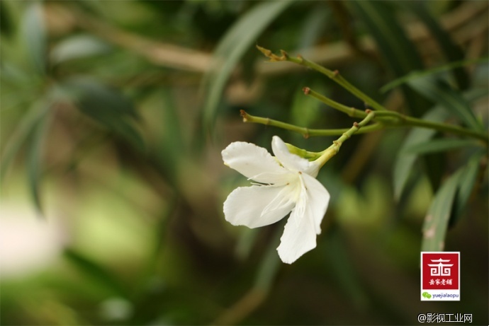 岳家老铺微电影剧照