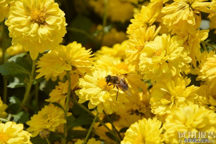 关于miliboo铁塔摄影摄像三脚架的试用报告！