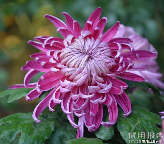 关于miliboo铁塔摄影摄像三脚架的试用报告！