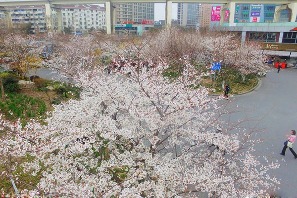 航拍上海最美地铁口　欣赏灿烂樱花