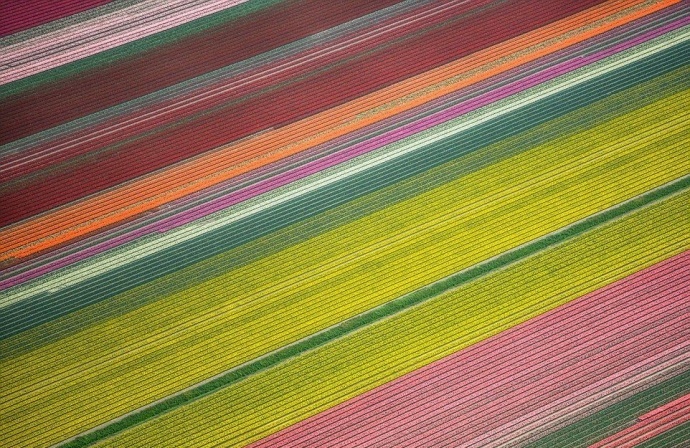 摄影师航拍镜头下的荷兰郁金香花海