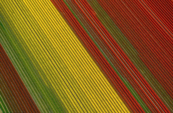 摄影师航拍镜头下的荷兰郁金香花海