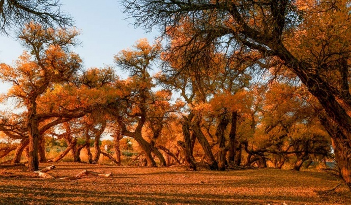 ​游学院额济纳胡杨沙漠西北深秋风光摄影