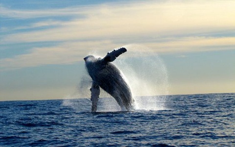 ​游学院美国西岸墨西哥赏蝶观鲸