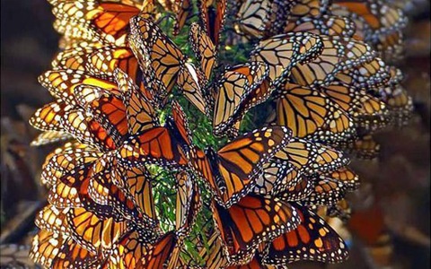 ​游学院美国西岸墨西哥赏蝶观鲸