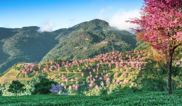 ​冬樱盛景·游学院大理古镇古城洱海风光团