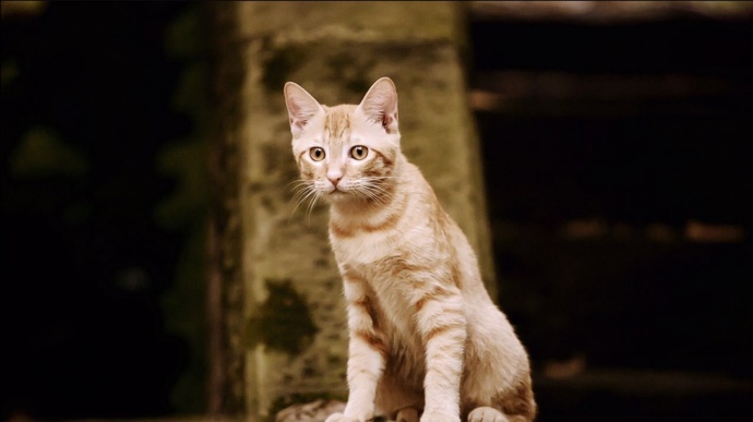 重庆城市视觉短片