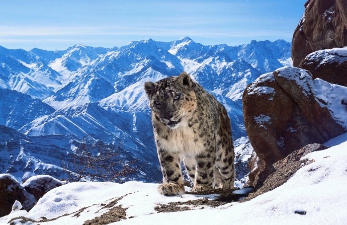 野生动物摄影师的自白，解析BBC如何拍摄野生世界