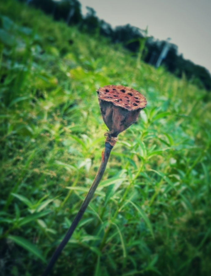 带着诗和远方流浪