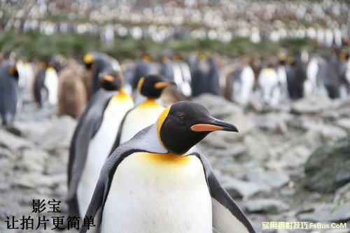 到两极拍摄你需要哪些的装备