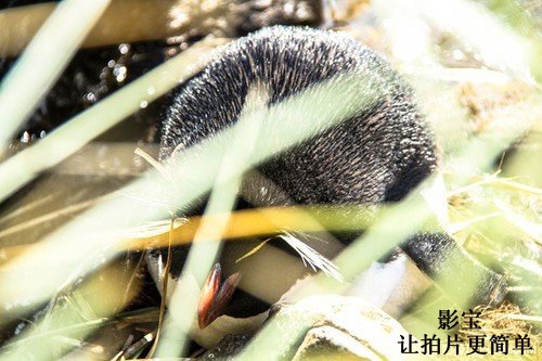 到两极拍摄你需要哪些的装备