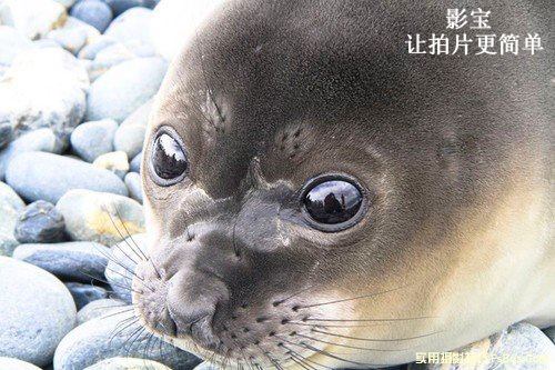 到两极拍摄你需要哪些的装备