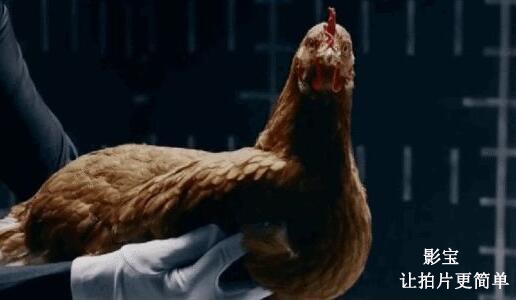 关于影视器材中斯坦尼康的10个问题