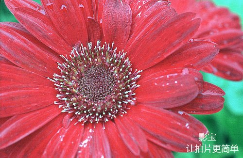 没有微距镜头如何拍微距主题?