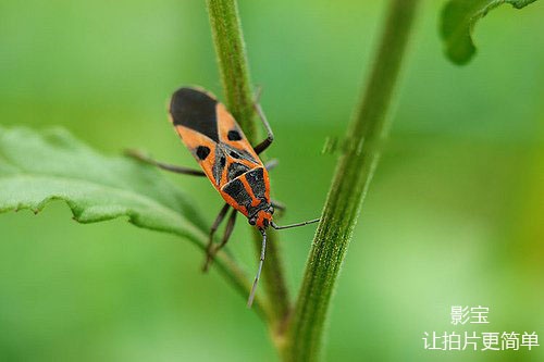 没有微距镜头如何拍微距主题?