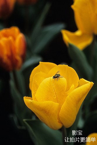 没有微距镜头如何拍微距主题?