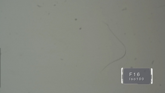 （长文多图）数码异次元 特辑：老蛙微距镜头评测