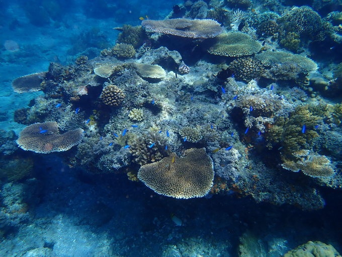 奥林巴斯tg5水下体验—杜马盖地+薄荷岛7日浮潜游