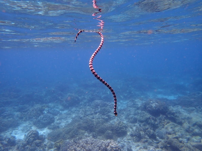 奥林巴斯tg5水下体验—杜马盖地+薄荷岛7日浮潜游